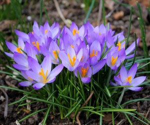 krokussen planten