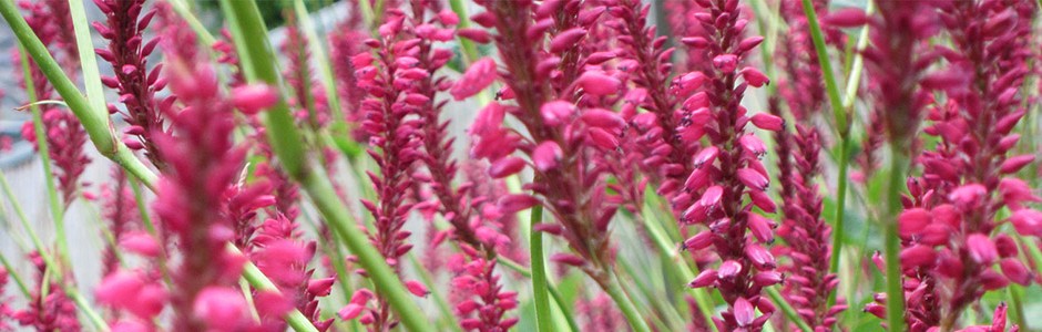 Header 3 Pinea Ontwerp